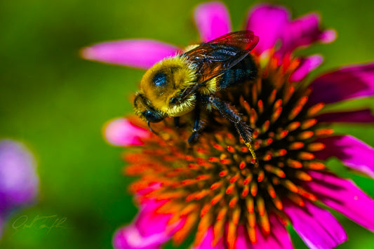 Full-Season Maintenance Bundle